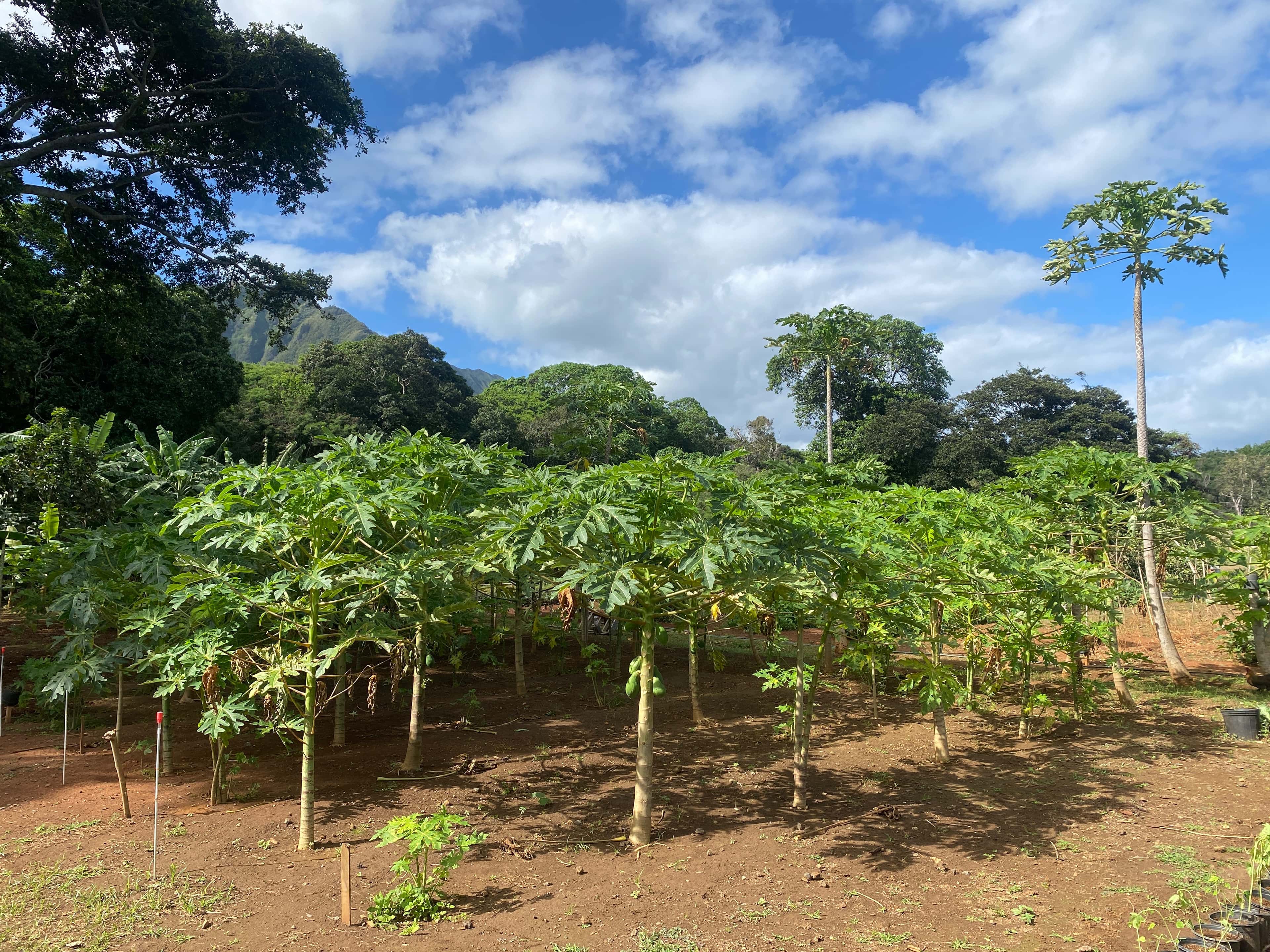 Papaya farm at Hui Mahiʻai ʻĀina